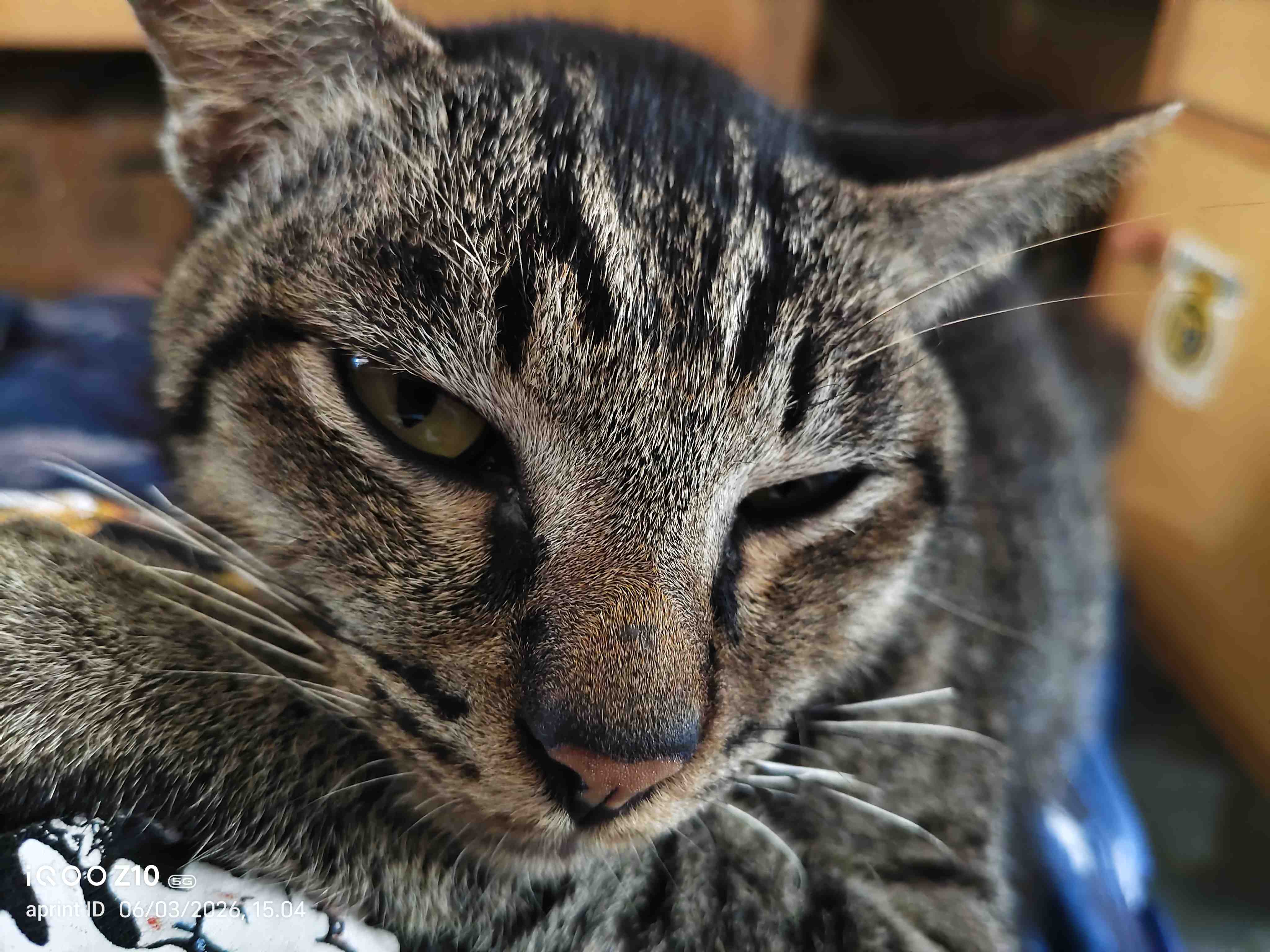 kucing
